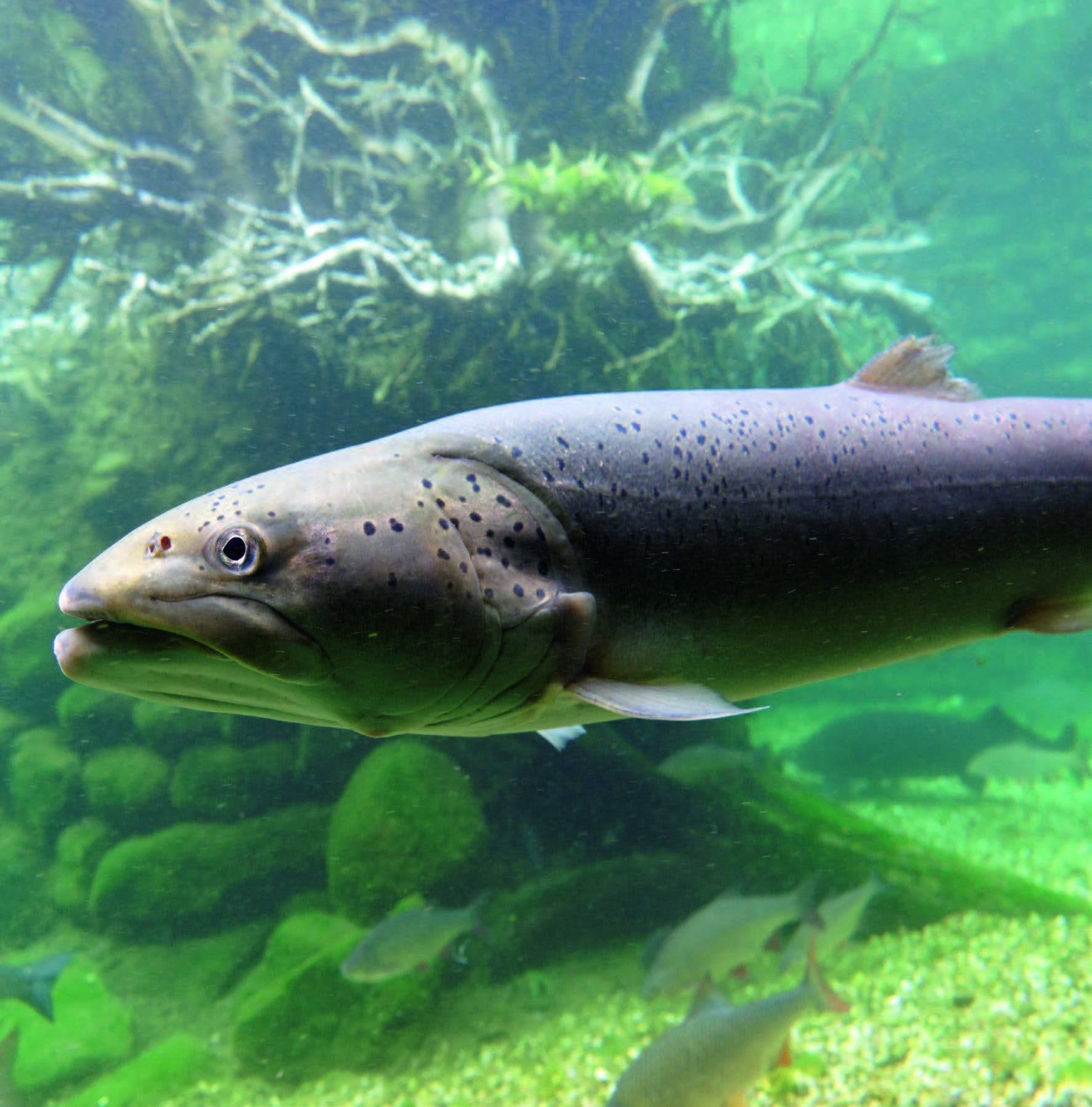 Fisch des Jahres