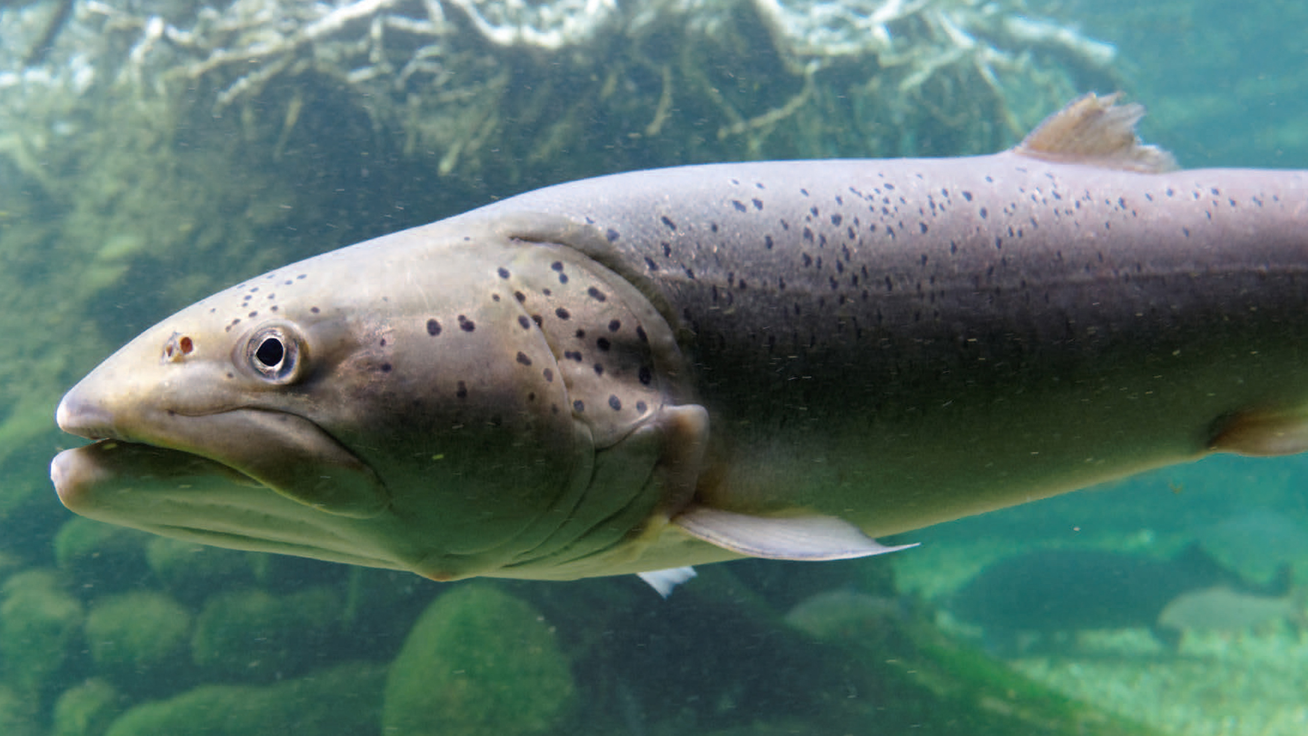 Fische
