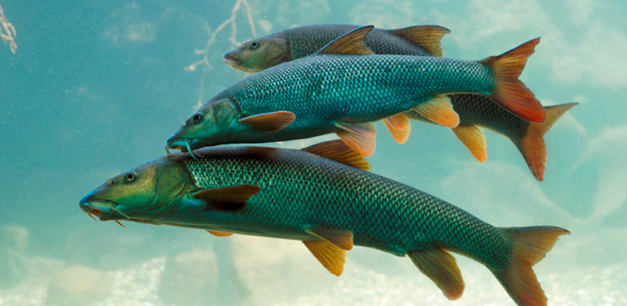 Fische