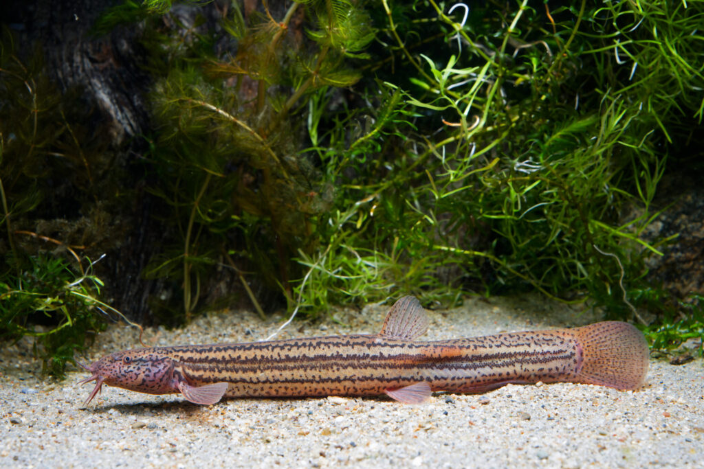 Fisch des Jahres 2026_Schlammpeitzger_links